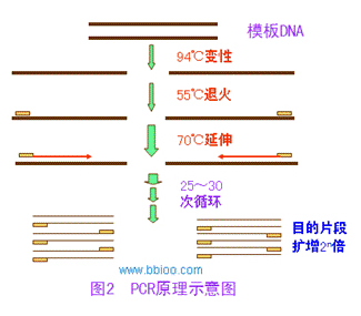 pp电子·(中国)官方网站